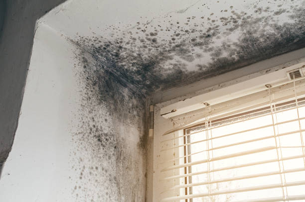 Affordable Commercial Mold Remediation solutions in Avenue, MD